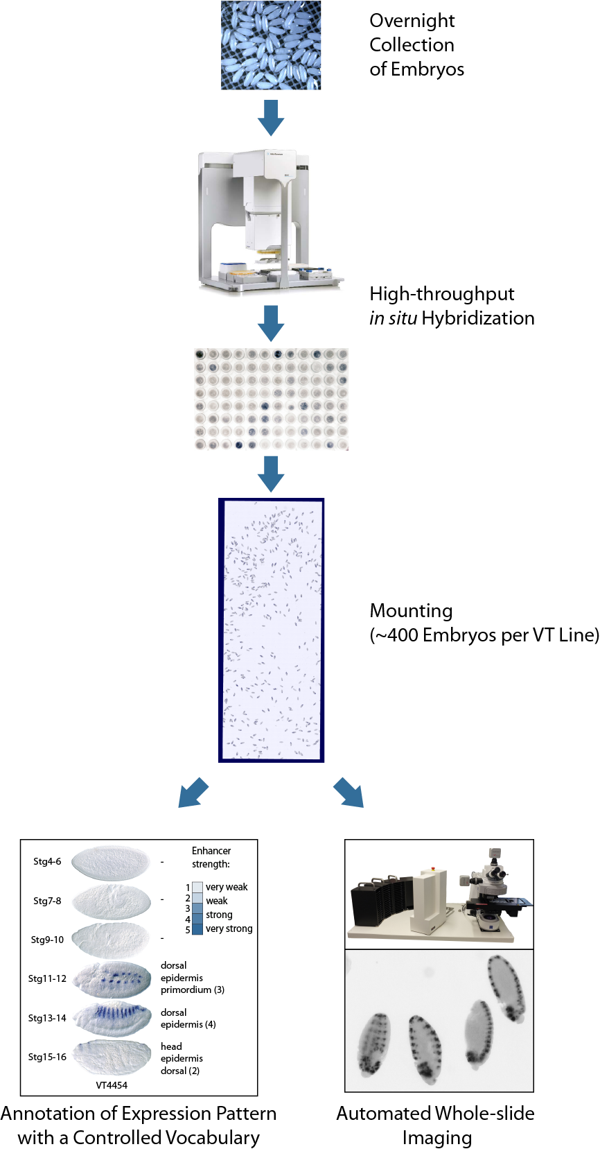 pipeline